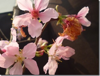 138sakura- 59h204 (3)