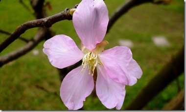 140sakura-59h204 .5