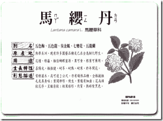 照片