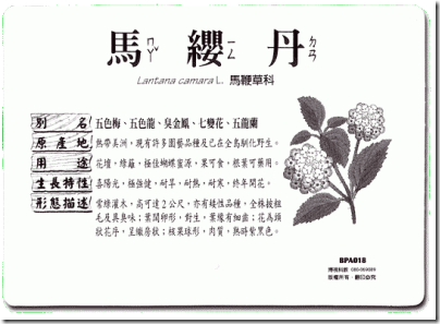 照片