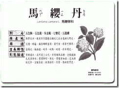 照片
