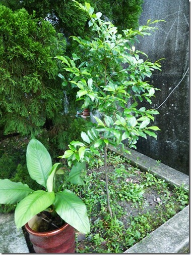 P1000710