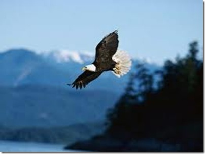 eagle