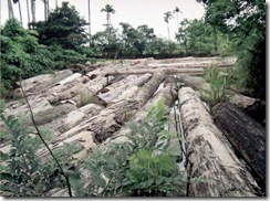 5 東安社區－木材的故鄉