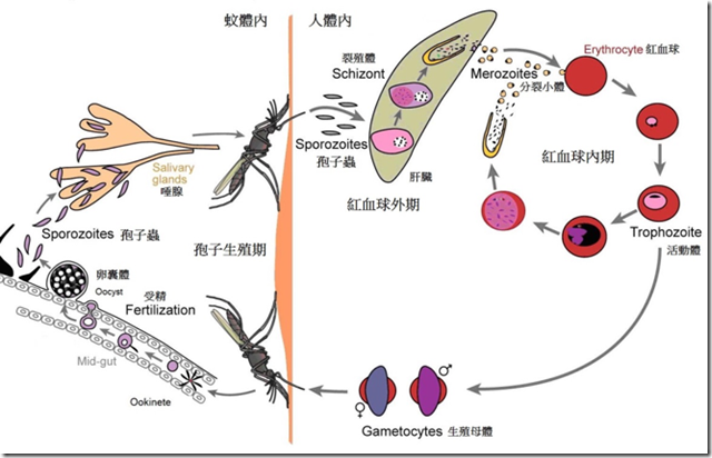 瘧疾原蟲的生活史
