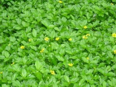 clip_image002