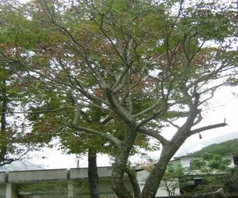 clip_image002