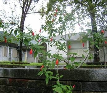 clip_image004