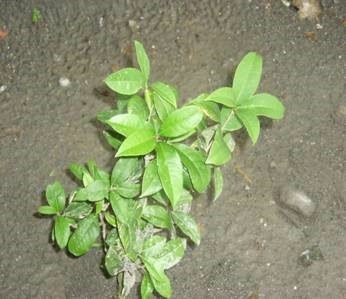 clip_image010