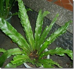 clip_image002