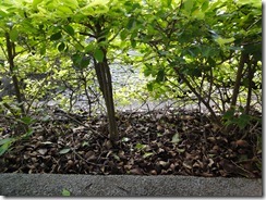 DSC04011