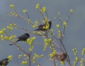 clip_image004