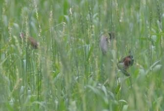 clip_image024