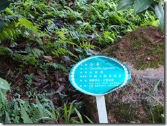 植物標示牌3
