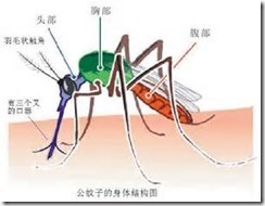 蚊子2
