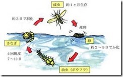 蚊子3