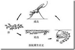 蚊子7