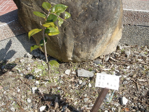 植物標示