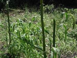clip_image020