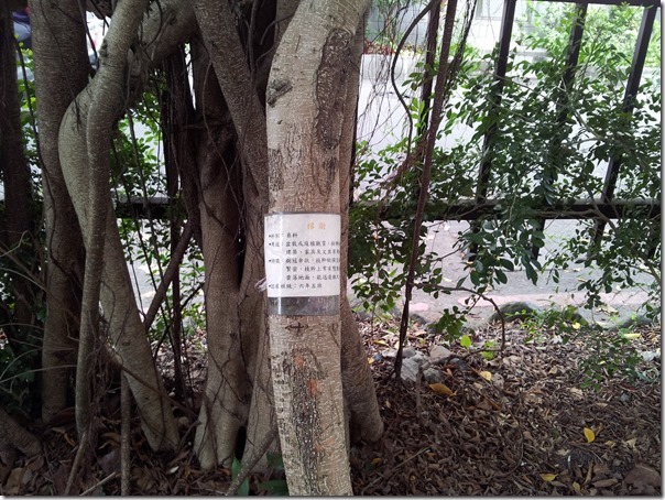 樹木標示解說1