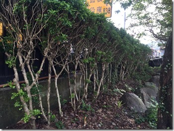 綠圍籬種植實景