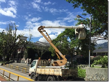 校園高空枝幹修剪