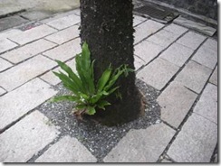 clip_image006