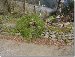 DSCN0534