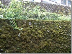 DSCN0541