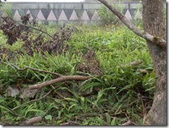 DSCN0611