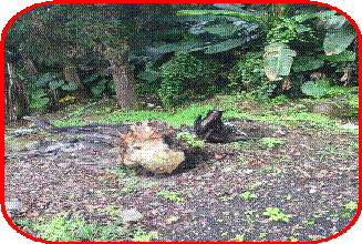 clip_image002