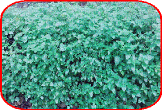 clip_image002