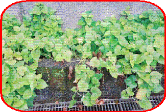 clip_image006