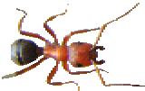 insect1-a