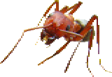 insect1-b