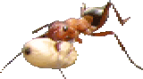 insect2
