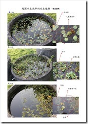 水生植物-補充資料1