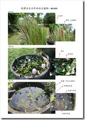水生植物-補充資料2