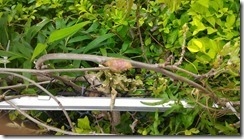 P_20160401_111012[1]