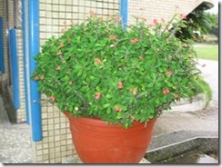 clip_image016