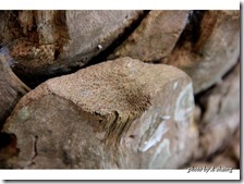 PhotoCap_011
