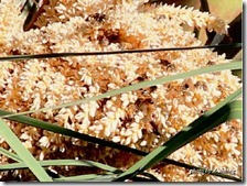 PhotoCap_002