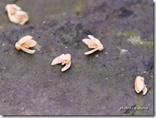 PhotoCap_010