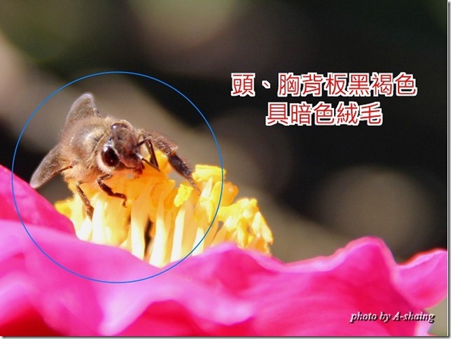 PhotoCap_004