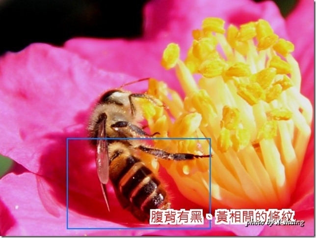 PhotoCap_005