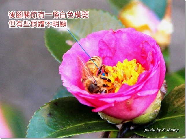 PhotoCap_008