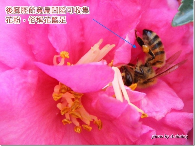 PhotoCap_009
