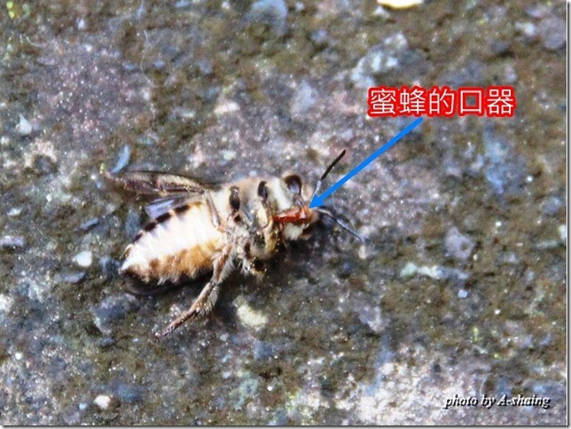 PhotoCap_007