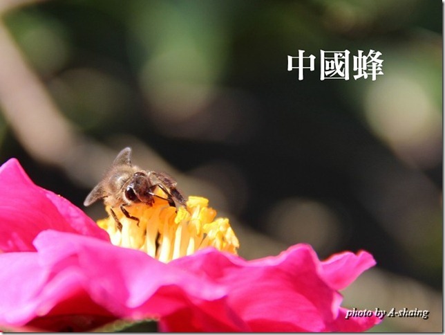 PhotoCap_003