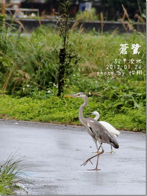 蒼鷺